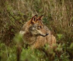 El Plan del Lobo incluirá el pago de daños al sur del Duero y la caza «sostenible» al norte